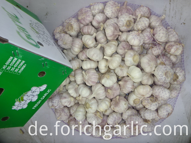 Fresh Garlic Export